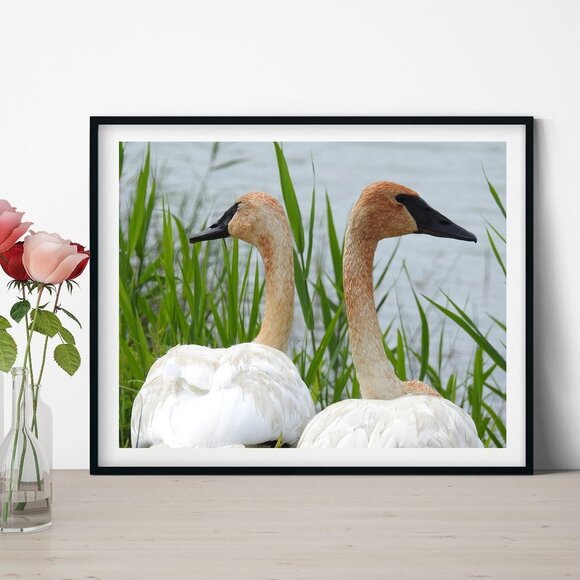 NobleCaptures Other - Trumpeter Swans Oil‎ Painting Photography Art Print